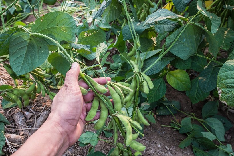 ถั่วแระญี่ปุ่น