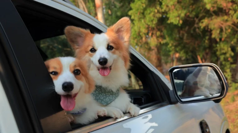 Ford Everest Platinum รถ SUV ที่ตอบโจทย์การเดินทางกับสัตว์เลี้ยง