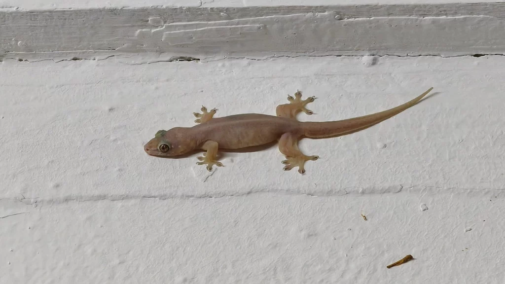 จิ้งจกร้องทักกลางคืน ลางบอกเหตุหรือโชคลาภ เปิดความหมายตามความเชื่อ