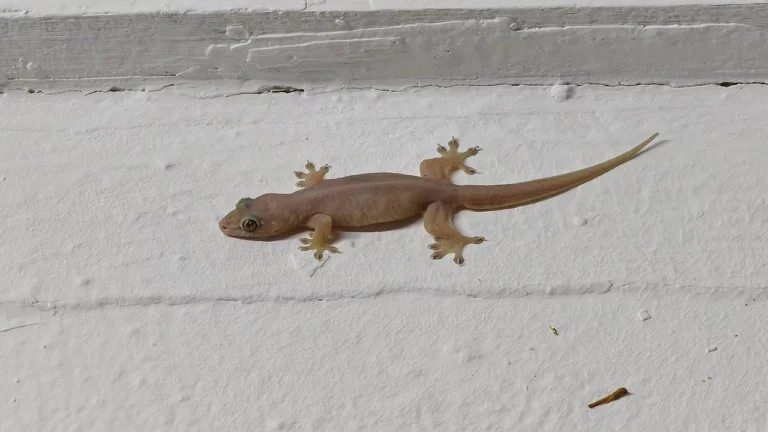 จิ้งจกร้องทักกลางคืน ลางบอกเหตุหรือโชคลาภ เปิดความหมายตามความเชื่อ