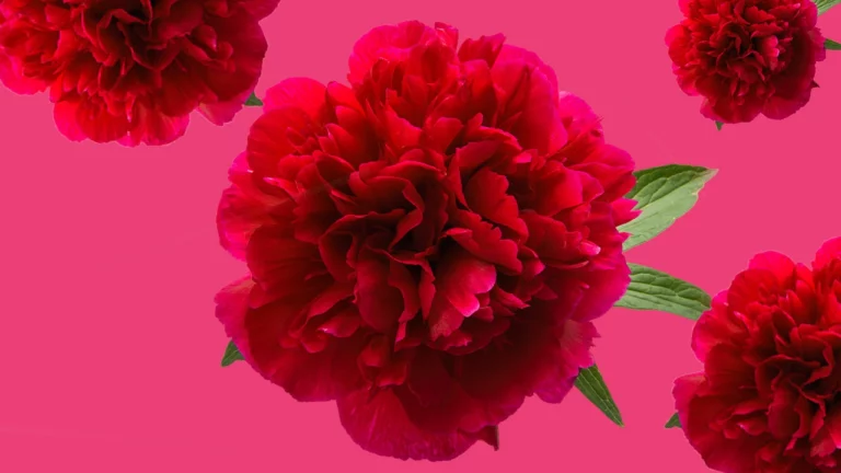 โบตั๋นสีแดง ดอกไม้คนโสดกับเคล็ดลับเรียกคู่ตามตำราโบราณ