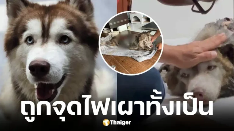 คนร้ายโหด จุดไฟเผาไซบีเรียน จ.สงขลา เจ็บสาหัส เจ้าของเตรียมแจ้งความดำเนินคดี