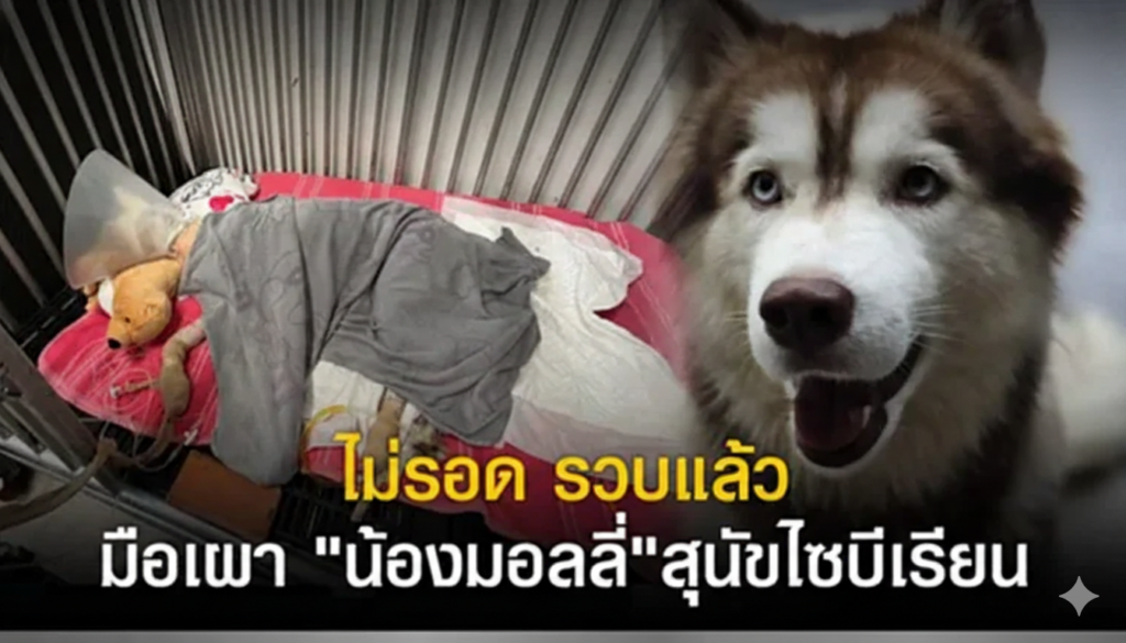 รวบแล้วมือเผา “น้องมอลลี่” สุนัขไซบีเรียนในสงขลา หลังคดีสะเทือนใจคนรักสัตว์