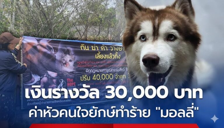 The Hope สงขลา ตั้งรางวัล 30,000 บาท ชี้เบาะแสคนทำร้าย "มอลลี่"
