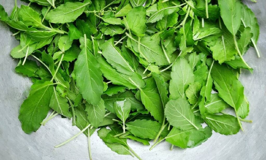 ผักบำรุงน้ำนมแม่